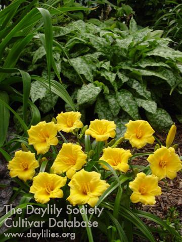 Daylily Mini Stella